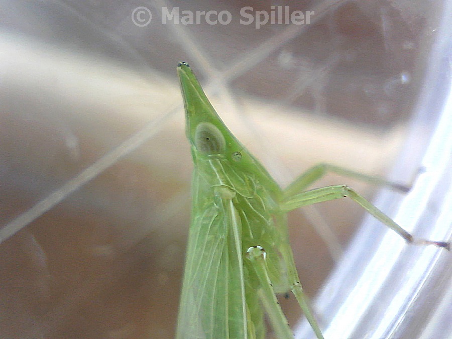 Dictyopharidae: Dictyophara europaea del Veneto